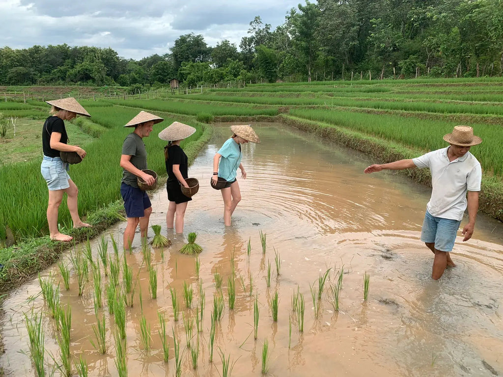 Group of people learning about rice planting in a field