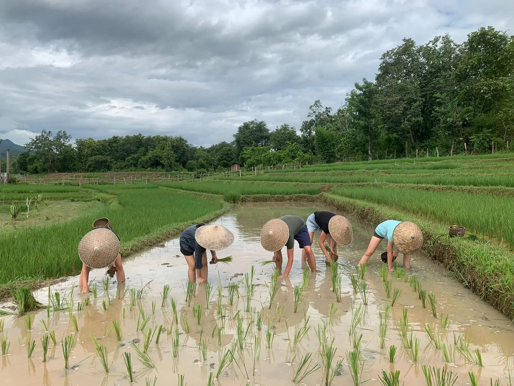 People working in a rice field with traditional hats on a cloudy day.